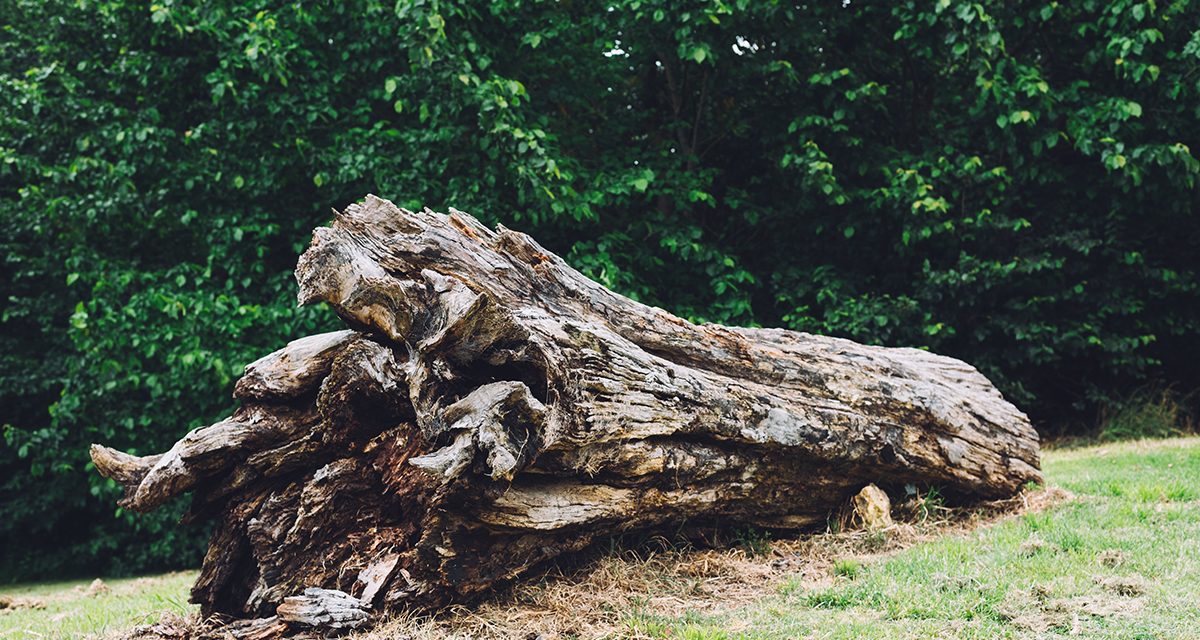Dried tree trunk Dried tree trunk